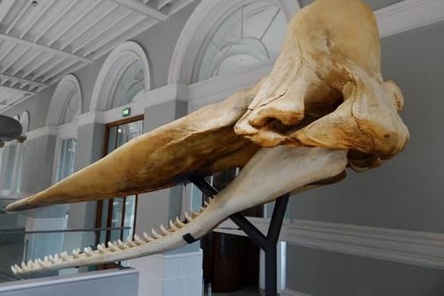 Moby the sperm whale's skull is now on display at the National Museum of Scotland