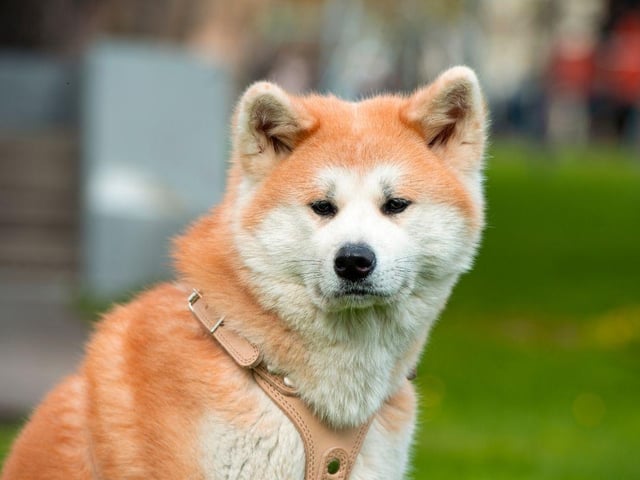 Originally from Japan, where they are venerated as family protectors, the Akita's extreme vigilance and distrust of strangers means they can be trusted to keep your safe. They are also playful and love human companionship.