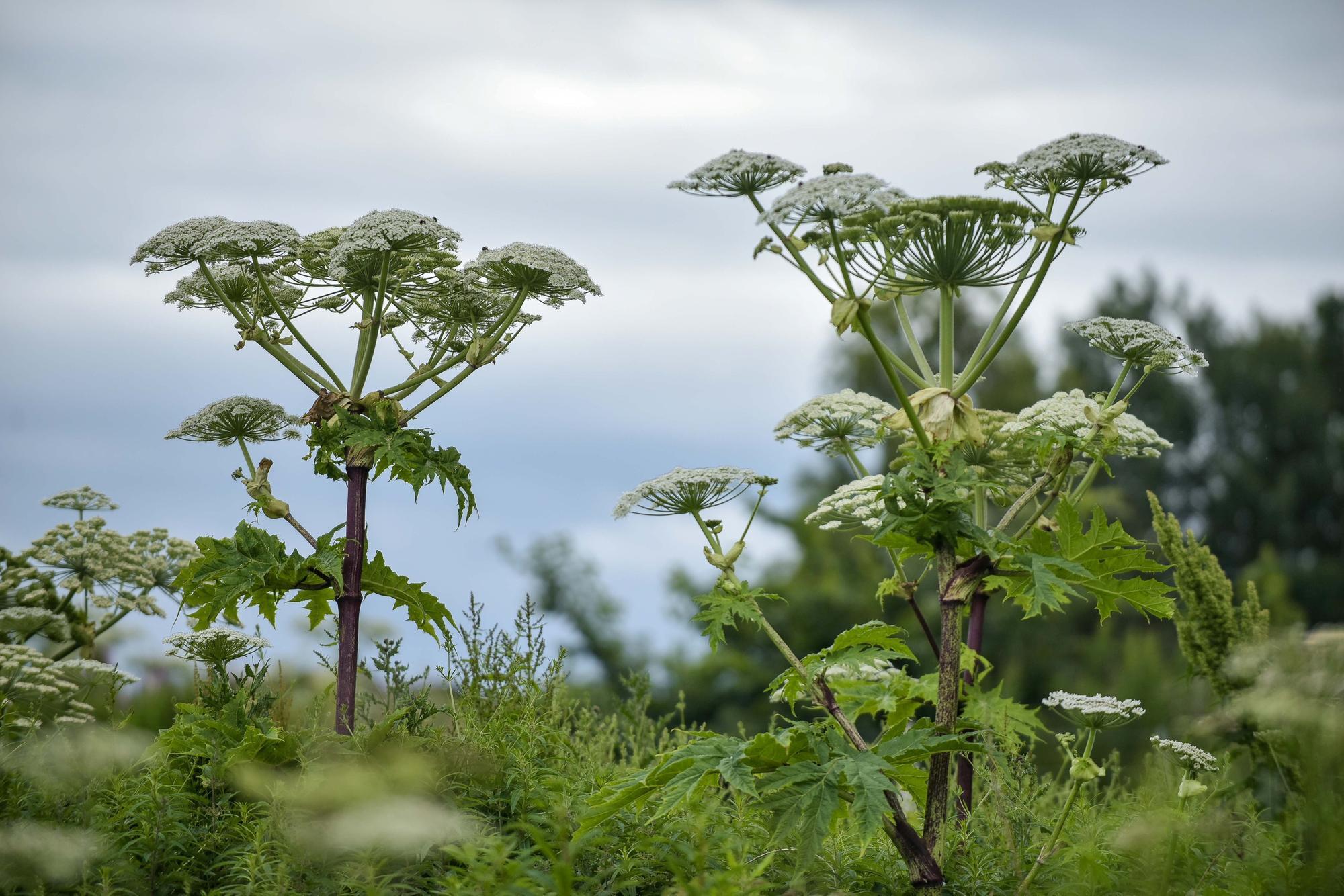 Invasive species threat in Scotland needs to be tackled - Vimarsana News
