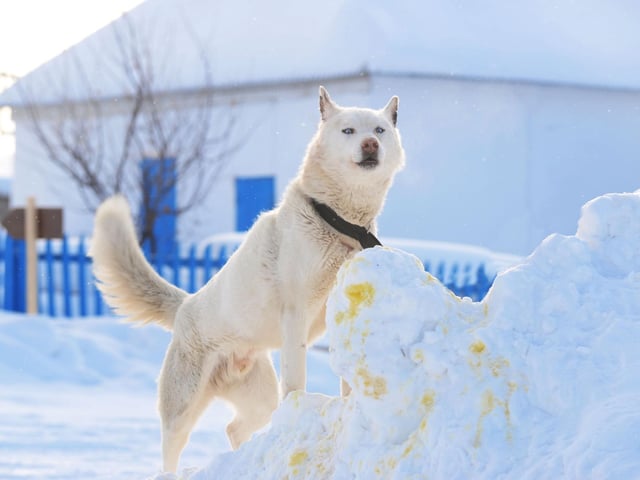 The Siberian Husky is so good at coping with icy weather due to its two coats that are cozier than almost any other breed. It's undercoat is dense and wavy, while its topcoat is thicker and straighter.
