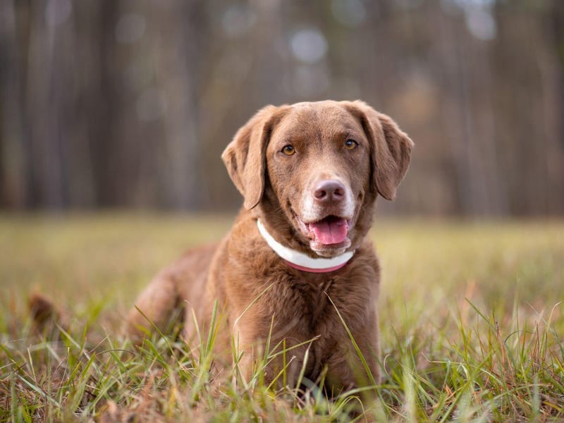 Developed in the USA in the 19th century the Chesapeake Bay Retriever is another dog that will only deliver a proper bite if it really has to.