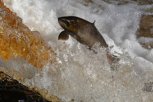 Becoming a rarity: An Atlantic salmon making its way up the River Tweed
 (Photo by Oli SCARFF / AFP) (Photo by OLI SCARFF/AFP via Getty Images)