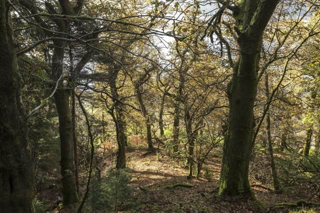 Mixed woodland with fallen leaves on the ground and dappled sunlight shining through.