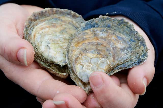 Wild native oysters were wiped out in the Forth around a century ago, due to overfishing and industrial development - the shellfish clean up seawater and provide a vital habitat for fish, crabs, sea snails, sponges and other marine life. Picture: Callum Bennetts/Maverick