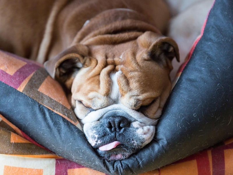Starting with the most expensive puppies to buy and perhaps the most noble of all breeds. The English Bulldog is the UK's most expensive dog, with puppies selling for an average of £2,995.