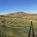 Where are we at with protecting Scotland's biodiversity?  (pic: Katharine Hay/The Scotsman)