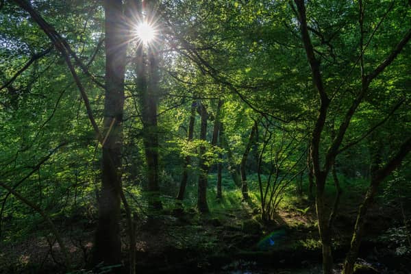 Monica Lennon MSP wants to bring in laws against ecocide in Scotland. Image: Carl Court/Getty Images.