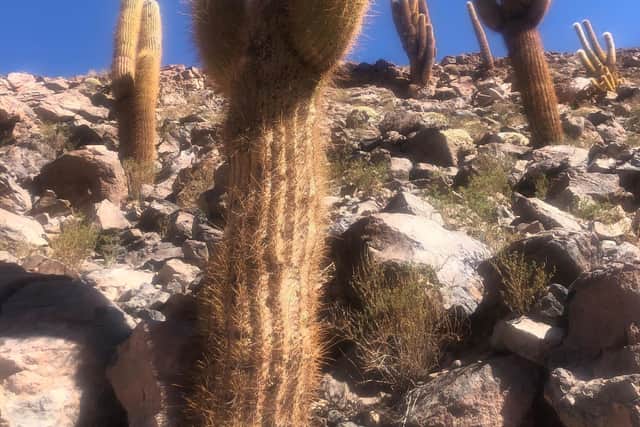 Cacti in the Guatin Gatchi Valley, Chile.