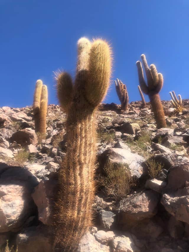 Cacti in the Guatin Gatchi Valley, Chile.