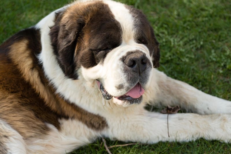 Big dogs can be a hassle in the pub - getting in the way of both customers and employees. As long as there's enough room though, the Saint Bernard is an exception. These gentle giants tend to be so relaxed, even in noisy environments, that you might ever forget they're there.