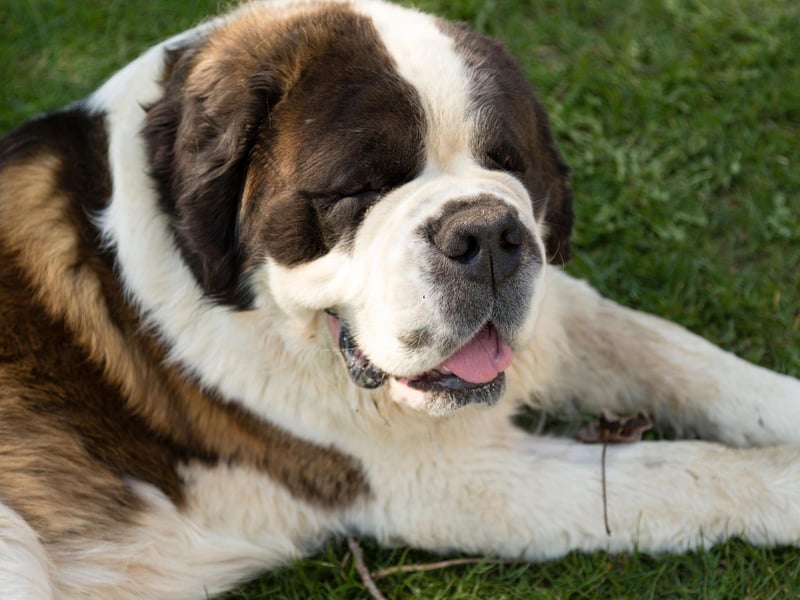 Big dogs can be a hassle in the pub - getting in the way of both customers and employees. As long as there's enough room though, the Saint Bernard is an exception. These gentle giants tend to be so relaxed, even in noisy environments, that you might ever forget they're there.