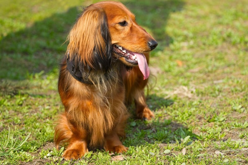 The second adorable sausage dog to make the top 10, the Mini Long Haired Dachshund had 1,475 registrations in 2020.