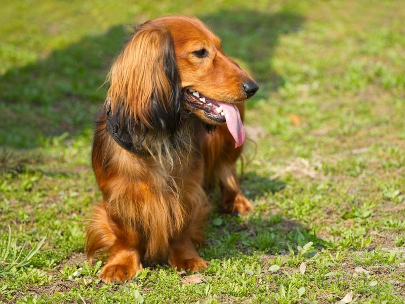 The second adorable sausage dog to make the top 10, the Mini Long Haired Dachshund had 1,475 registrations in 2020.