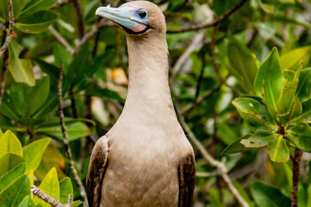 A Red Footed Booby on the Galapagos Islands.