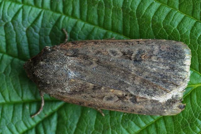Some moth species are thought to have become extinct in the UK in recent years, including the stout dart