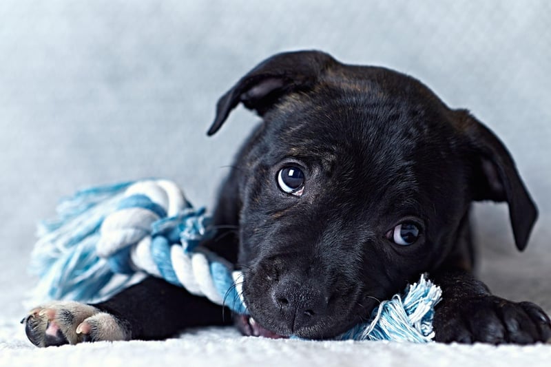 The top dog when it comes to Staffordshire Bull Terrier names is Diesel. As well as being a type of oil, named after engineer Rudolph Diesel, it's a shortened version of the German name Dietrich.
