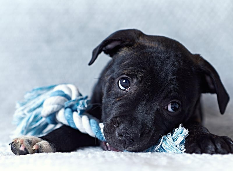 The top dog when it comes to Staffordshire Bull Terrier names is Diesel. As well as being a type of oil, named after engineer Rudolph Diesel, it's a shortened version of the German name Dietrich.