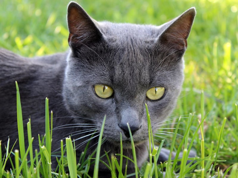 Completing our countdown of the most expensive pets to insure is the Russian Blue - with an average cost of £285.43.