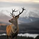 The Scottish Government is consulting on a plan to reduce deer numbers by ordering landowners to cull them (Picture: Jeff J Mitchell/Getty Images)