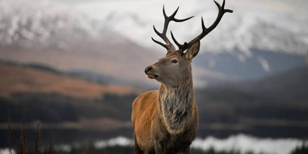 The Scottish Government is consulting on a plan to reduce deer numbers by ordering landowners to cull them (Picture: Jeff J Mitchell/Getty Images)
