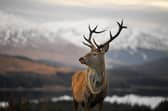 The Scottish Government is consulting on a plan to reduce deer numbers by ordering landowners to cull them (Picture: Jeff J Mitchell/Getty Images)