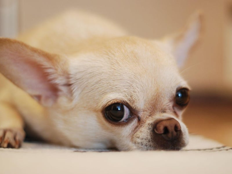 Chihuahuas are a breed that get very attached to one person, so make for a loyal and supportive pet. They also need very little space and are easy to take with you wherever you go.