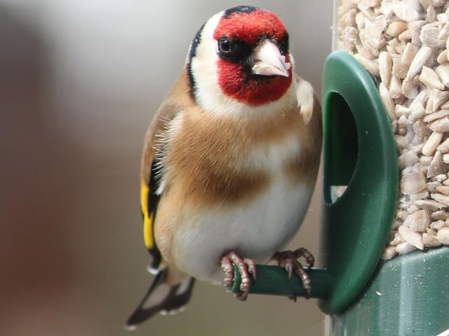 July is a great chance to see some of our most colourful garden birds visiting feeders and bird tables - look out for the likes of the Goldfinch (pictured), Greenfinch, and Chaffinch.