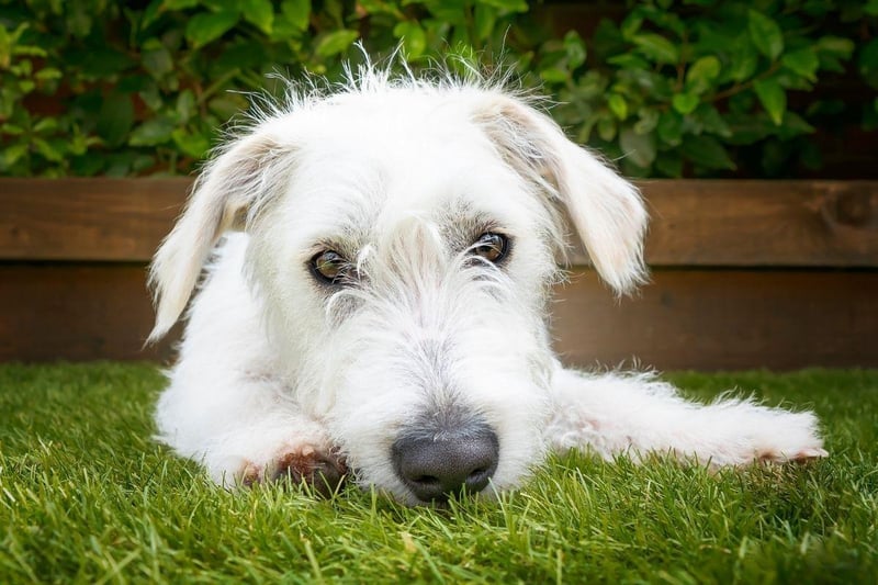 Yet another Poodle crossbreed, the Jackapoo combines the hypoallergenic favourite with a cute Jack Russell Terrier. The result is a loyal and fun dog whose appearance can vary dramatically depending on which parent it takes after.