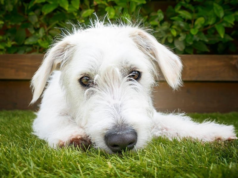 Yet another Poodle crossbreed, the Jackapoo combines the hypoallergenic favourite with a cute Jack Russell Terrier. The result is a loyal and fun dog whose appearance can vary dramatically depending on which parent it takes after.