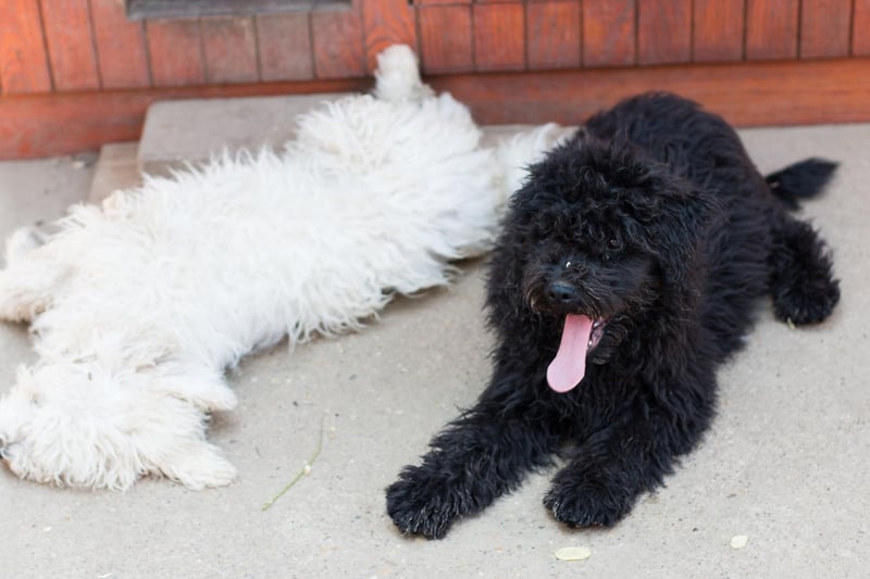 Also known as the Hungarian Sheepdog, or the less-flattering 'mop dog', the Komondor drew a blank for Kennel Club registrations last year.