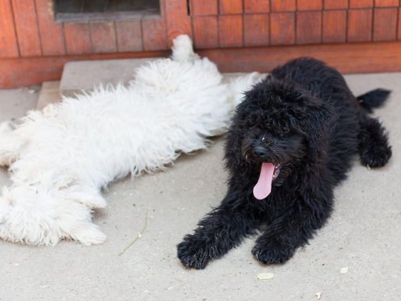 Also known as the Hungarian Sheepdog, or the less-flattering 'mop dog', the Komondor drew a blank for Kennel Club registrations last year.