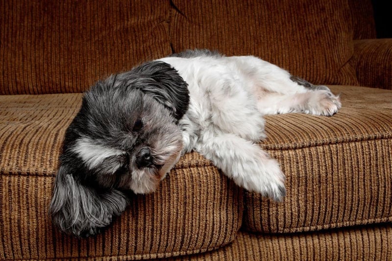 Small, quiet, calm and loving, the Shih Tzu was originally bred to live in Chinese palaces, so need relatively little time outdoors and are perfectly content living in a flat.