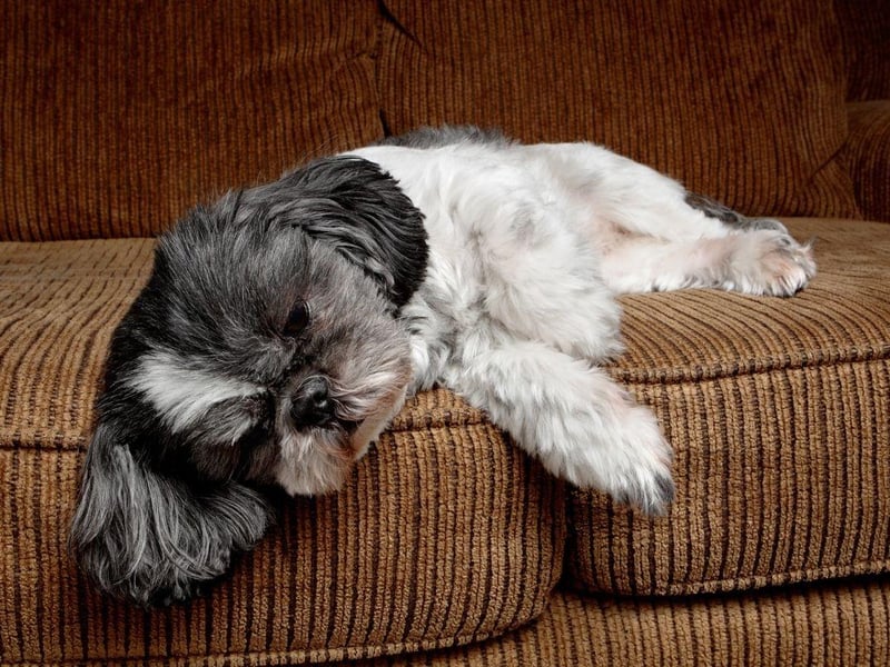 Small, quiet, calm and loving, the Shih Tzu was originally bred to live in Chinese palaces, so need relatively little time outdoors and are perfectly content living in a flat.