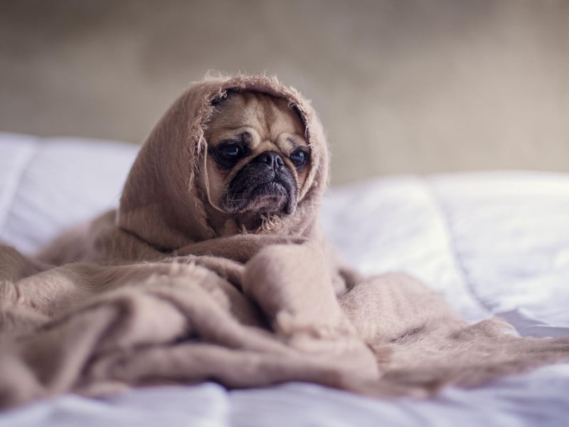 Frank is the name of the extraterrestrial Pug in the Men in Black movies, so it's maybe not surprising that it makes the top five. It's an English name that means 'free'.