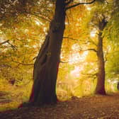 Lady Mary's Walk near Crieff