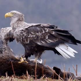 Skye, the country's oldest known sea eagle, and his mate Frisa, one of the first 'native' birds to hatch in Scotland after the species was reintroduced, live on Mull and are the great-great grandparents of the young Cairngorms female. Picture: Jim Manthorpe/BBC Winterwatch