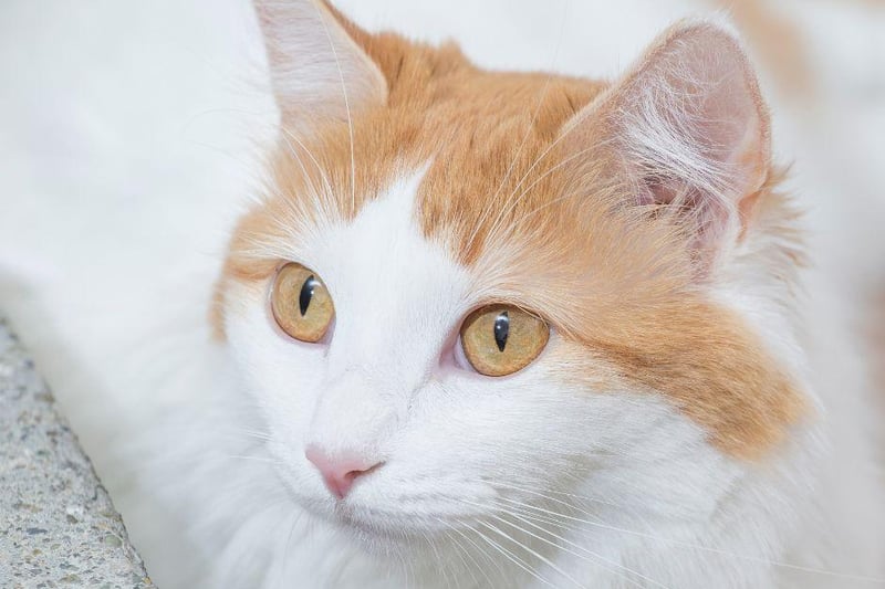 Originally from Eastern Turkey, this gorgeous, fluffy cat breed has been around for hundreds of years.