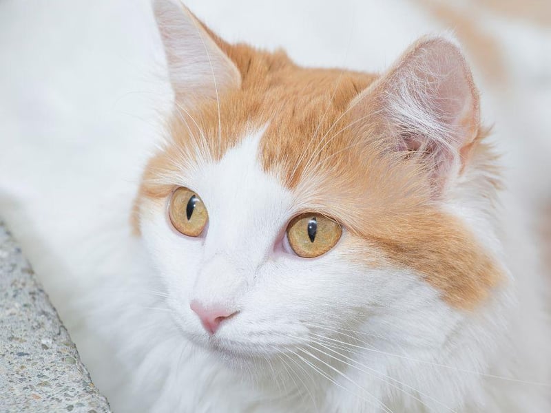 Originally from Eastern Turkey, this gorgeous, fluffy cat breed has been around for hundreds of years.