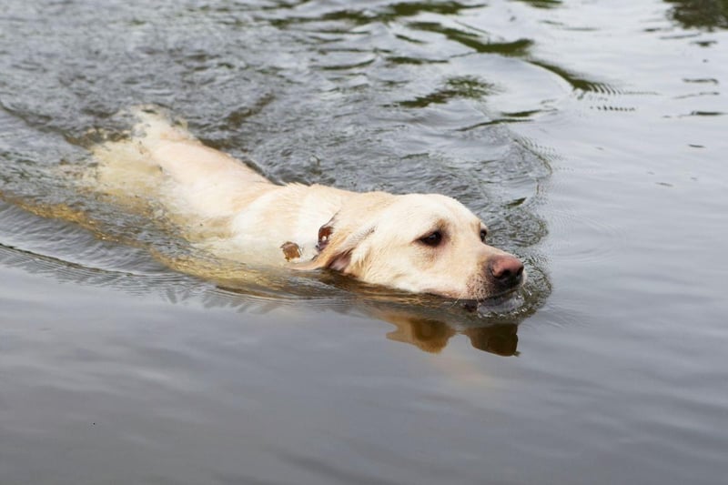 The UK's most popular dog breed, the C was bred to collect shot wildfowl that often landed in the water, so being a good swimmer was crucial. Today Labs are happy to fetch sticks and balls from water for hours on end.