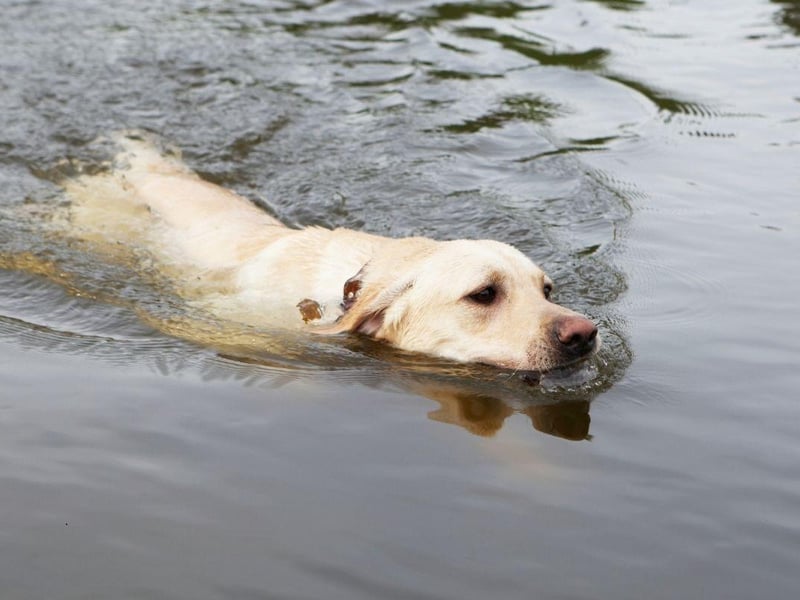 The UK's most popular dog breed, the C was bred to collect shot wildfowl that often landed in the water, so being a good swimmer was crucial. Today Labs are happy to fetch sticks and balls from water for hours on end.