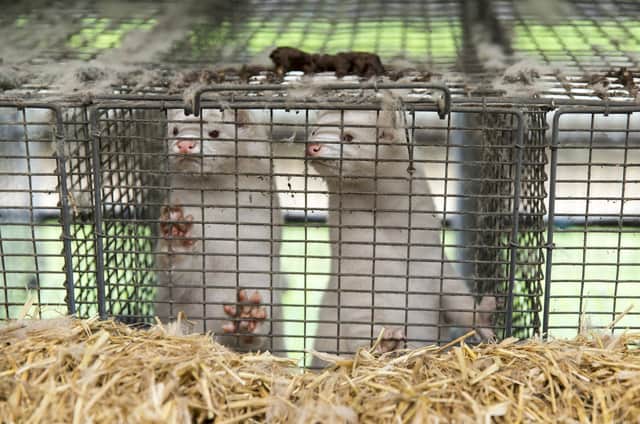 Minks at farmer Stig Sørensen's estate where all minks must be culled due to a government order on November 7, 2020 in Bording, Denmark.