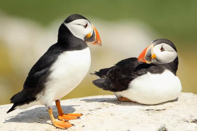 Puffin numbers are under threat from over-fishing of their food and climate change (Picture: Dan Kitwood/Getty Images)
