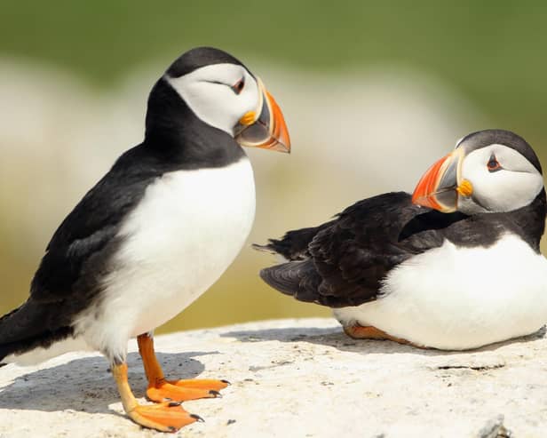 Puffin numbers are under threat from over-fishing of their food and climate change (Picture: Dan Kitwood/Getty Images)