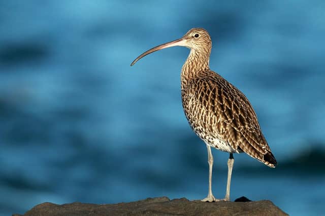 A curlew by Mark Medcalf