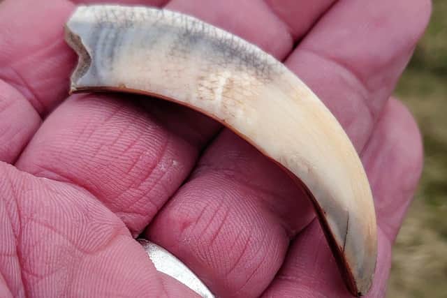 A boar tusk found at the north end of the Bay of Skaill. PIC: UHI Archaeology  Institute.