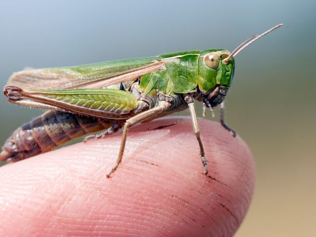 July is peak time for grasshoppers, crickets and groundhoppers. They are easy to hear, with the distinctive chirping sound made by rubbing a hind leg against the stiff outer edge of their wing, but harder to see. Stand completely still near the undergrowth where you think they are, wait for the calls to start, then see if you can spot them and identify the species. The Common Green Grasshopper (pictured) is particularly widespread.
