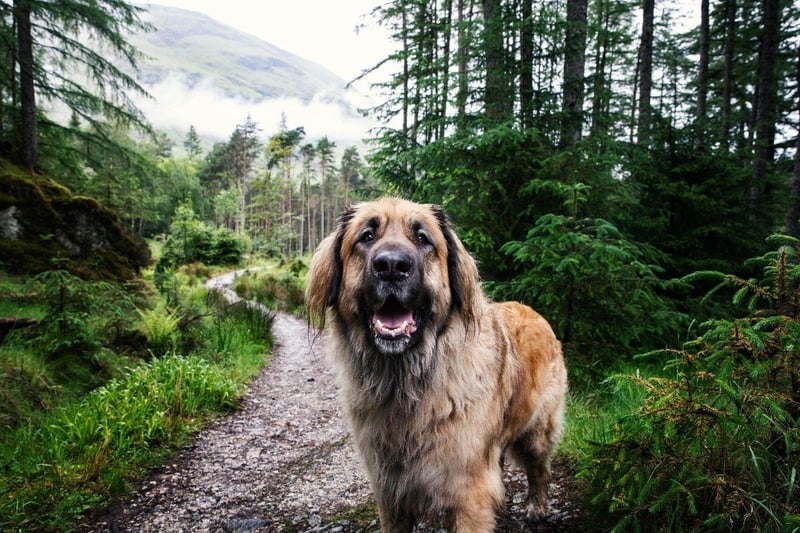 The Leonberger is an outdoorsy dog that loves long treks - and picking up plenty of the 'landscape' as it adventures.