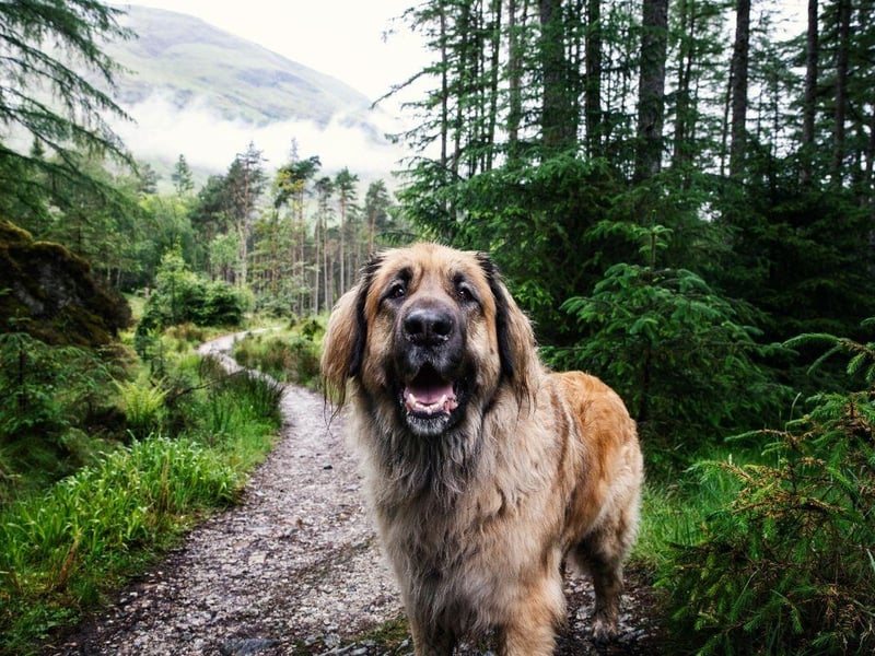 The Leonberger is an outdoorsy dog that loves long treks - and picking up plenty of the 'landscape' as it adventures.