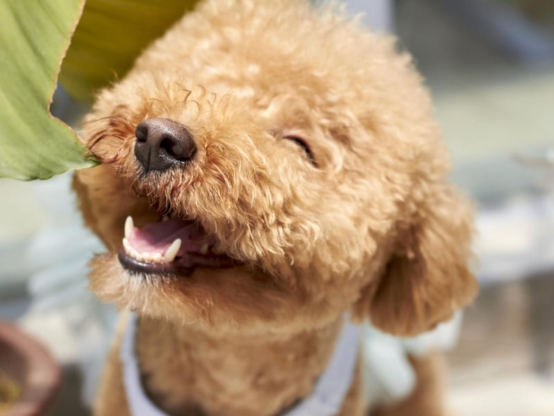 Whether you opt for the standard, mini or toy varieties, all poodles shed very little of their soft, curly hair. They are also highly intelligent and easy to train.