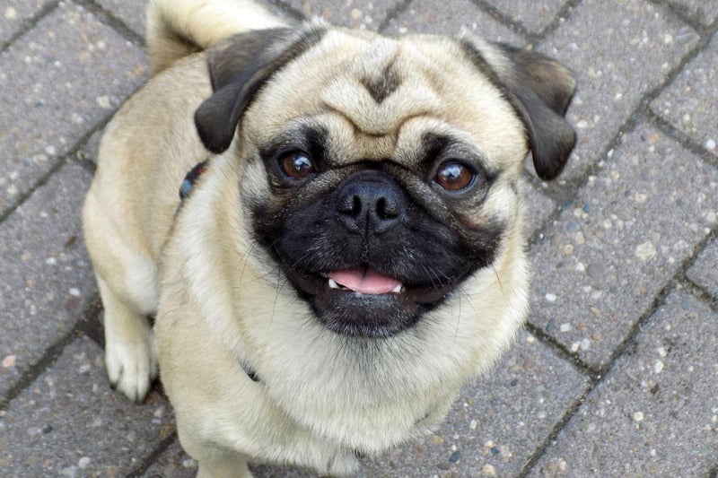 Another dog that seems to have grown in popularity equally with both dog lovers and criminals is the Pug. These expressive small dogs cost an average of £1,017.83.